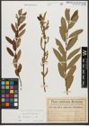 Foto von Salix triandra subsp. triandra L.